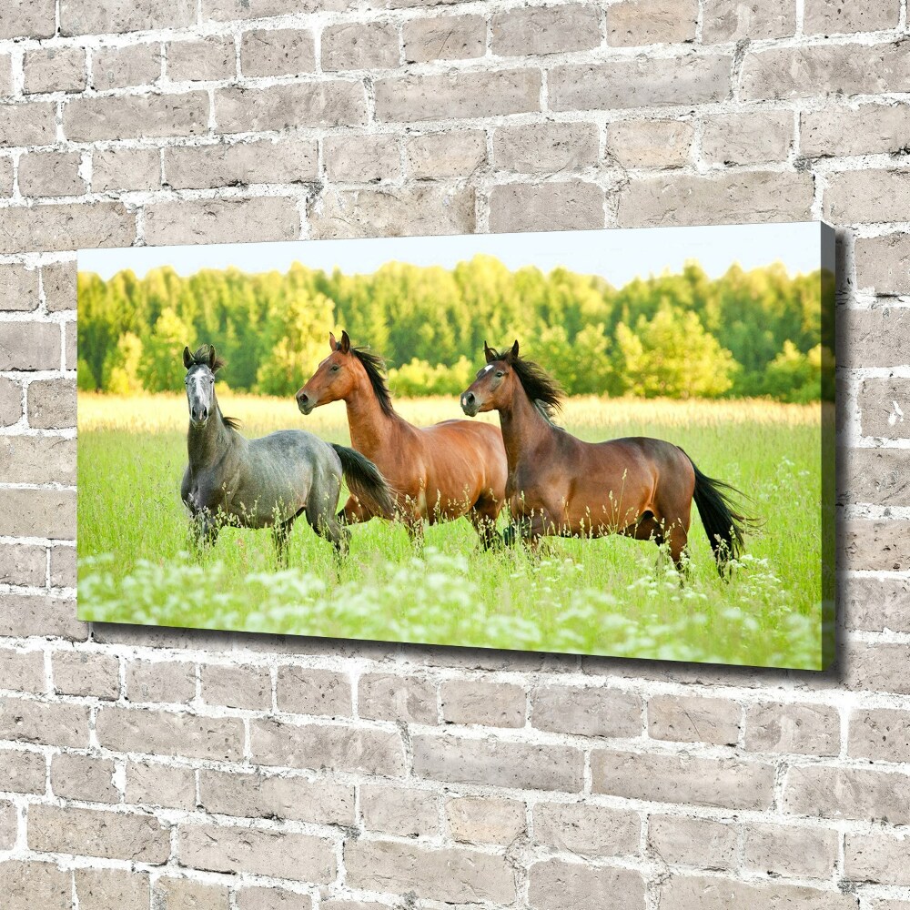 Tableau mural sur toile Chevaux au galop