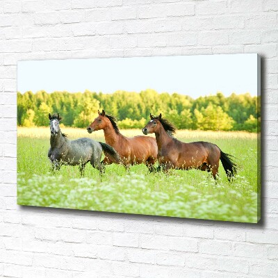 Tableau mural sur toile Chevaux au galop