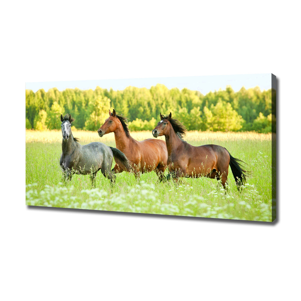 Tableau mural sur toile Chevaux au galop