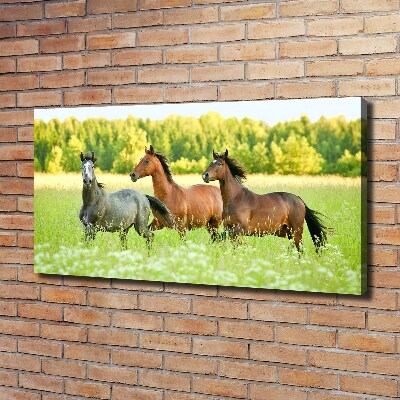 Tableau mural sur toile Chevaux au galop