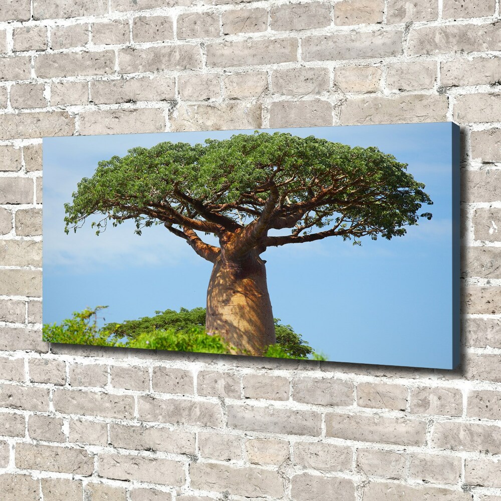 Tableau photo sur toile Baobab