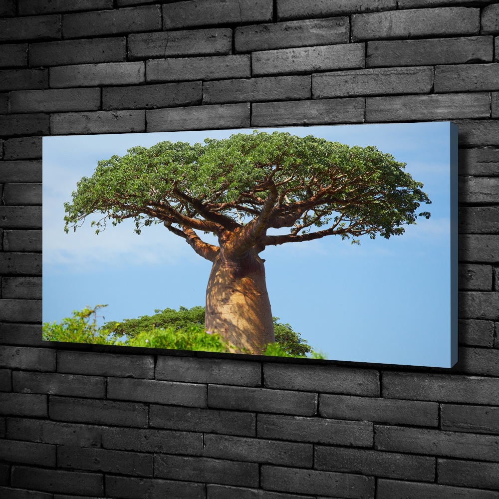 Tableau photo sur toile Baobab