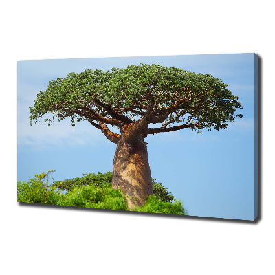 Tableau photo sur toile Baobab