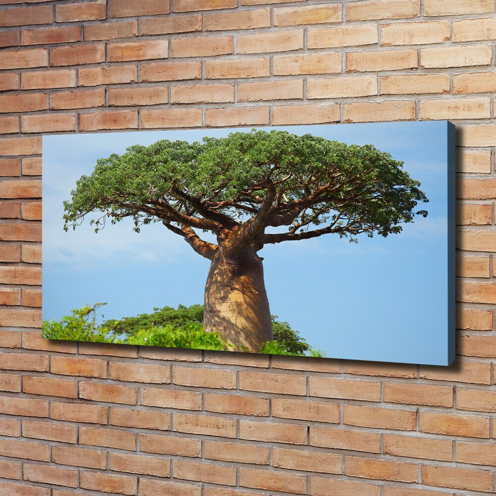 Tableau photo sur toile Baobab