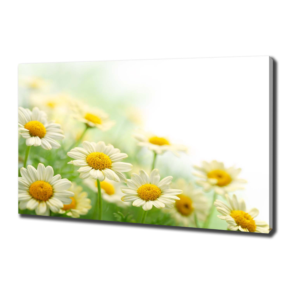 Tableau sur toile Marguerites