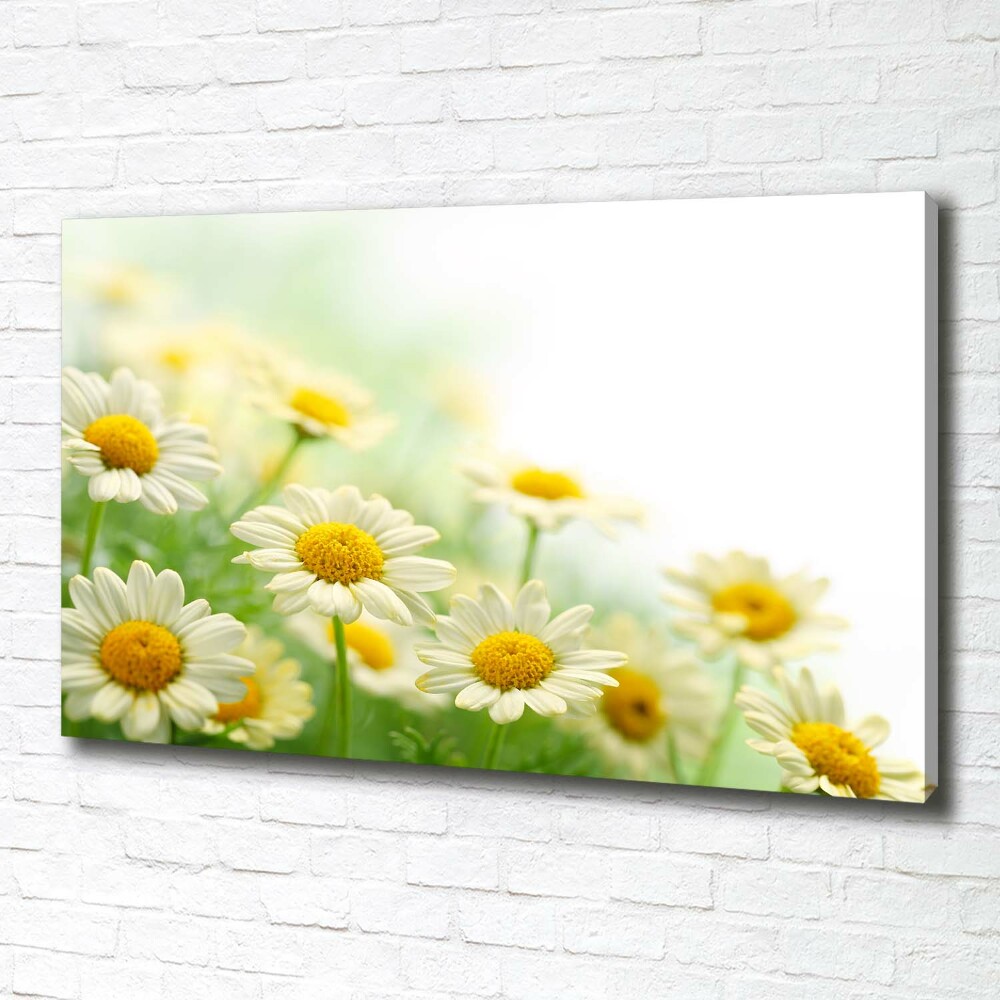 Tableau sur toile Marguerites