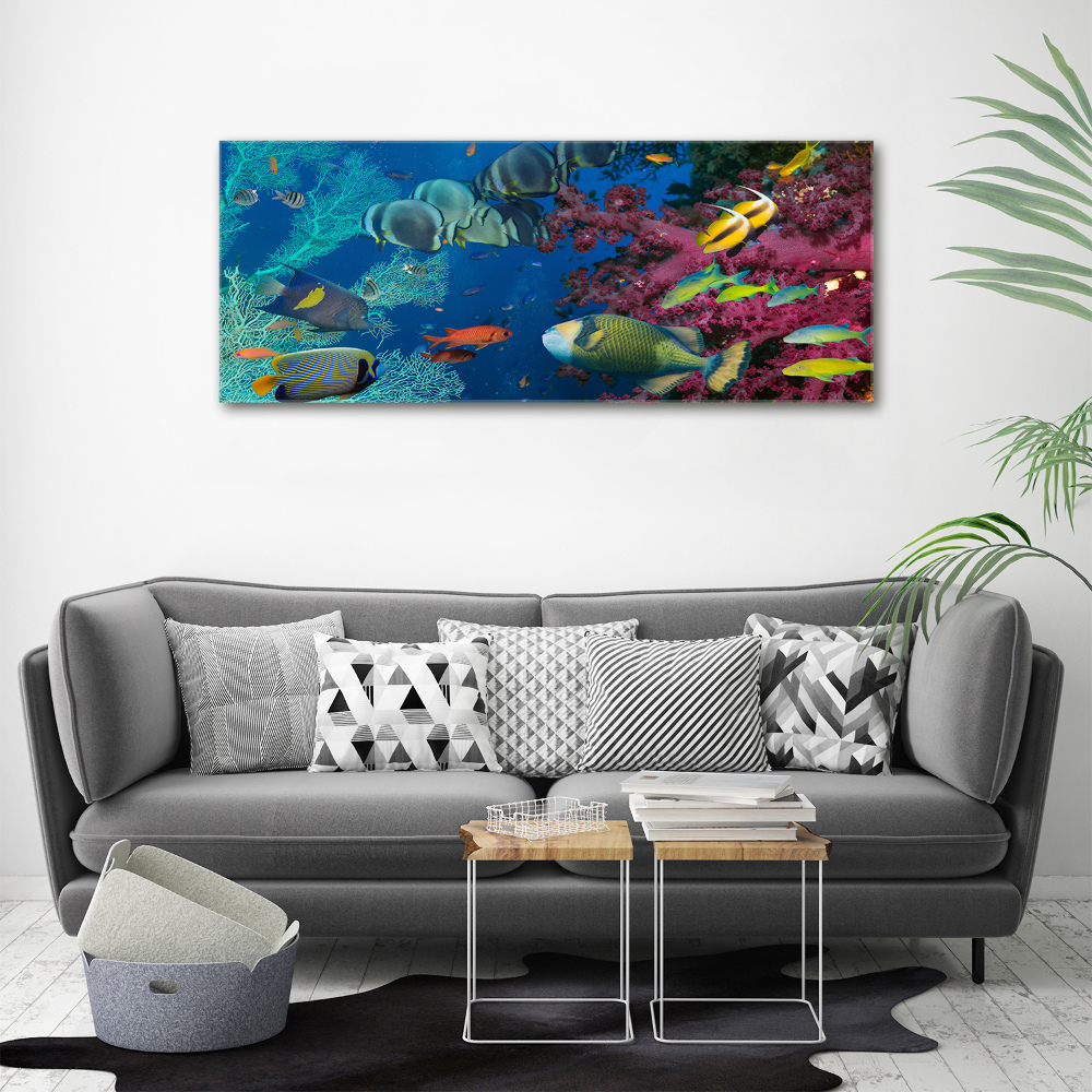 Tableau photo sur toile Récif de corail