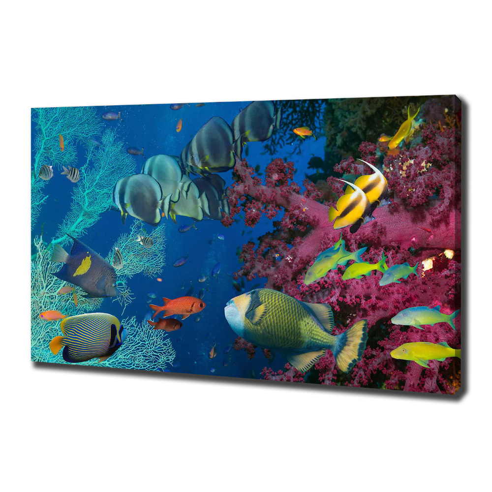 Tableau photo sur toile Récif de corail