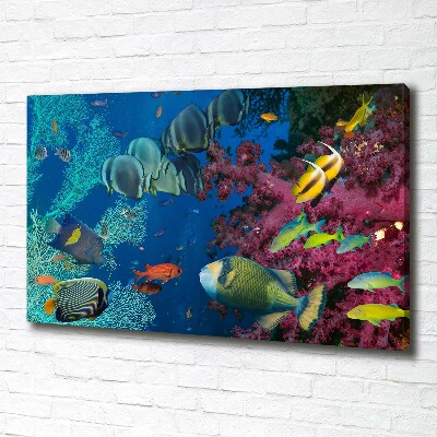 Tableau photo sur toile Récif de corail