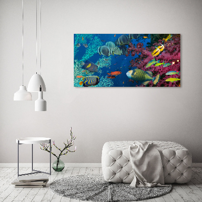 Tableau photo sur toile Récif de corail