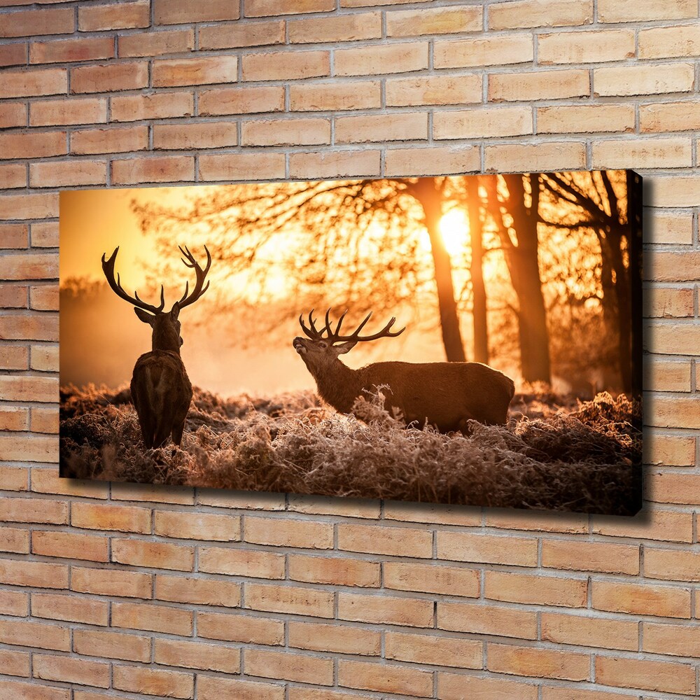 Tableau photo sur toile Cerf à l'est