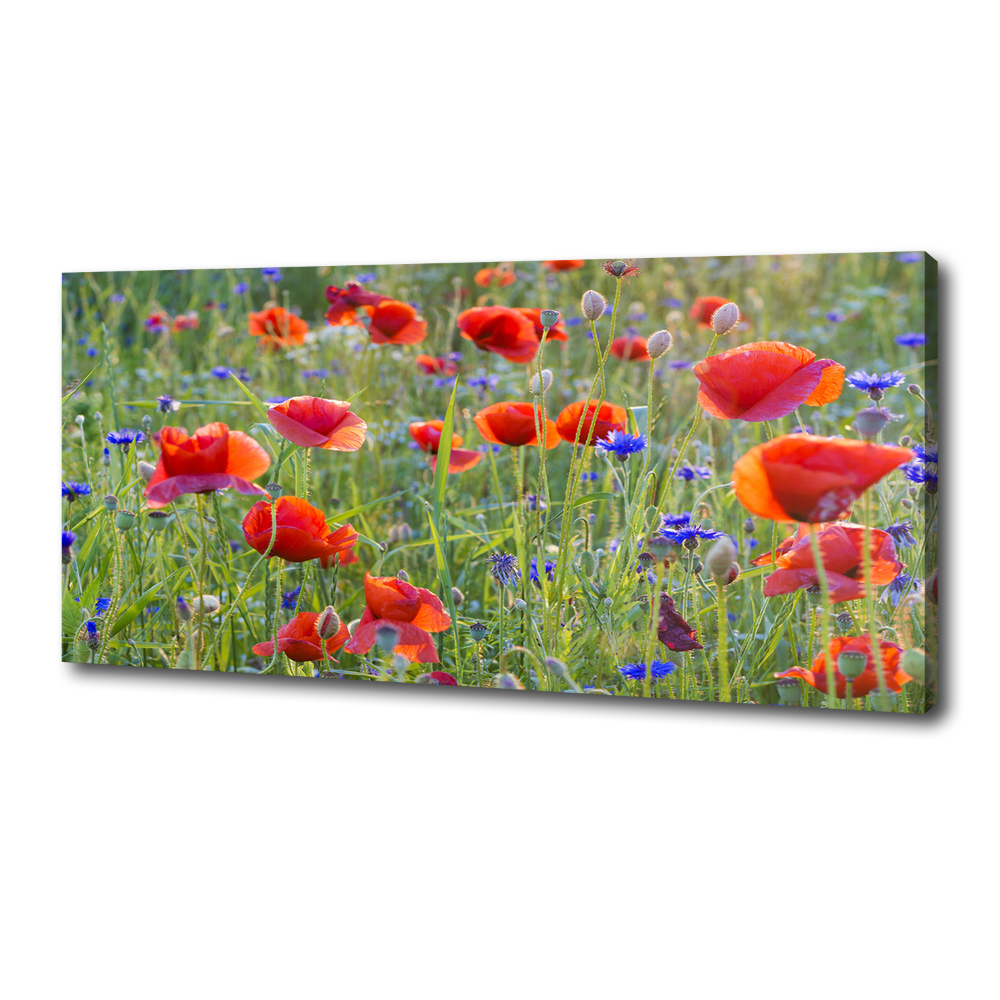 Tableau sur toile Fleurs des champs