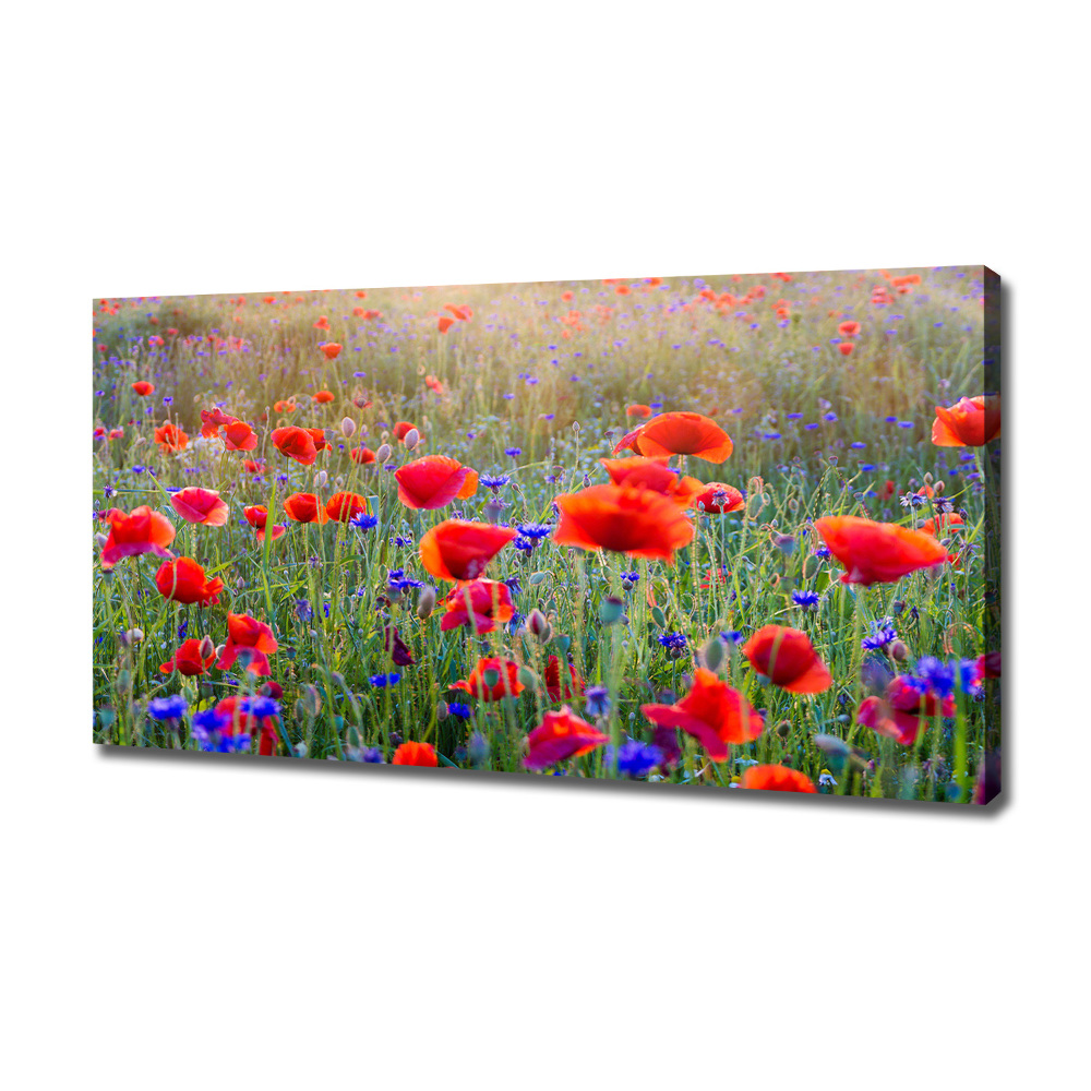 Tableau mural sur toile Fleurs de champ