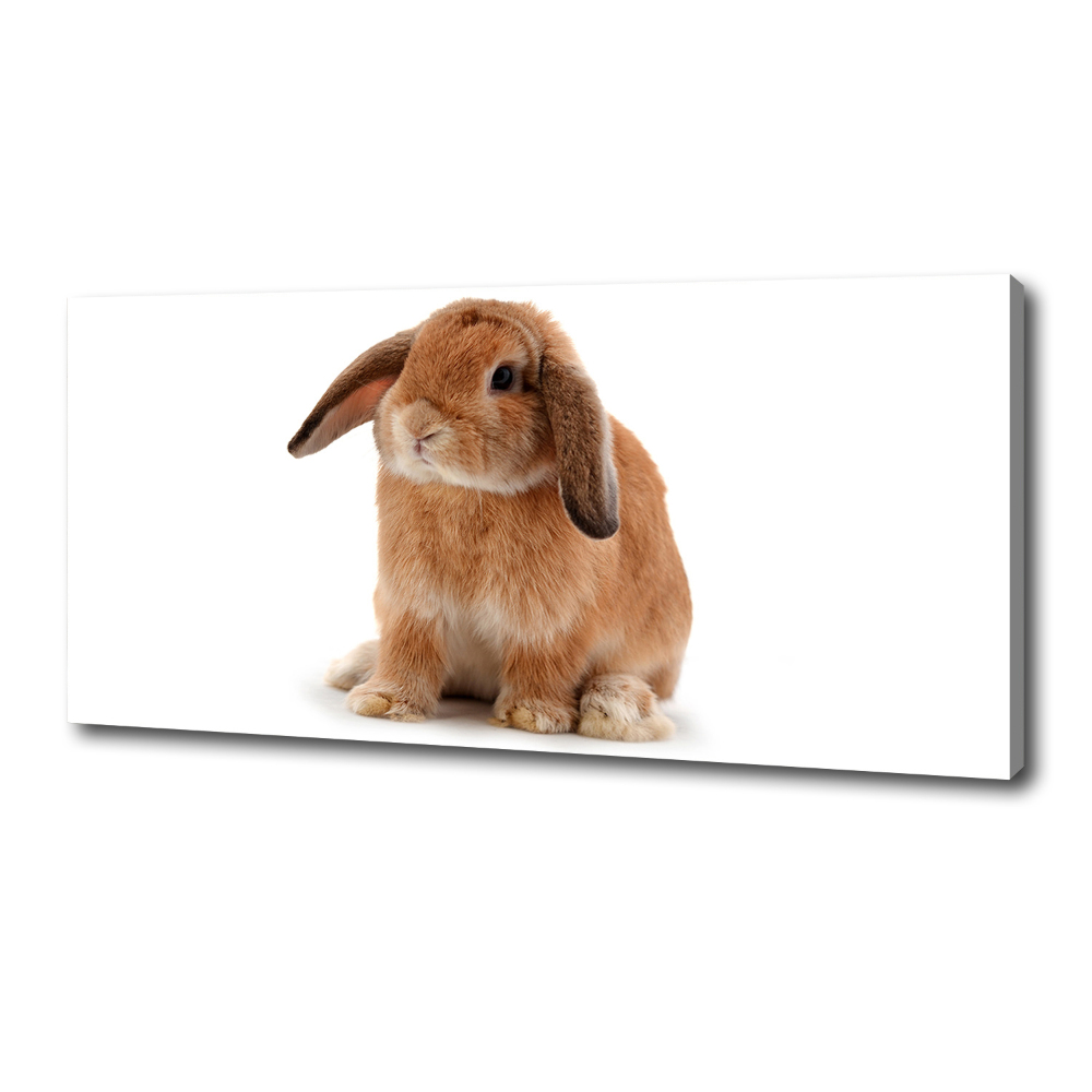 Tableau sur toile Lapin roux