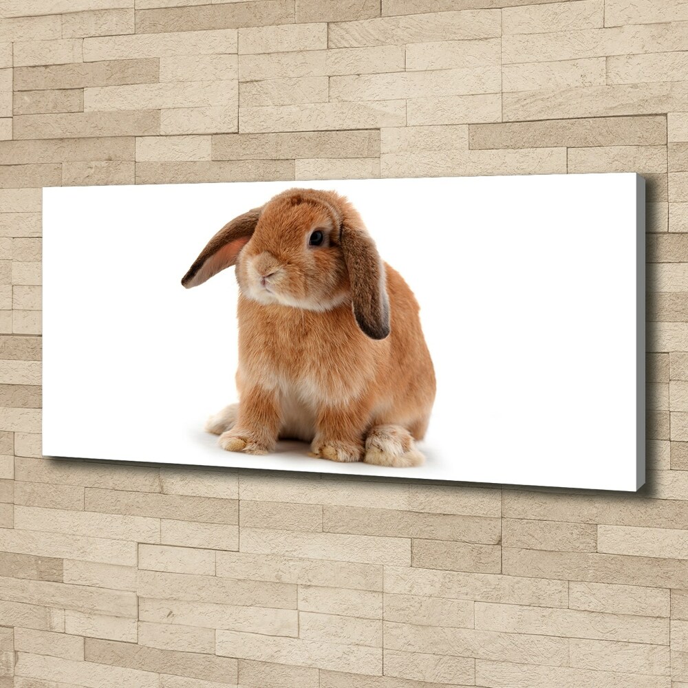 Tableau sur toile Lapin roux