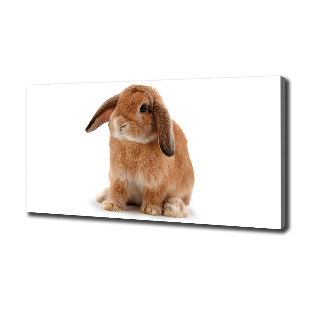 Tableau sur toile Lapin roux