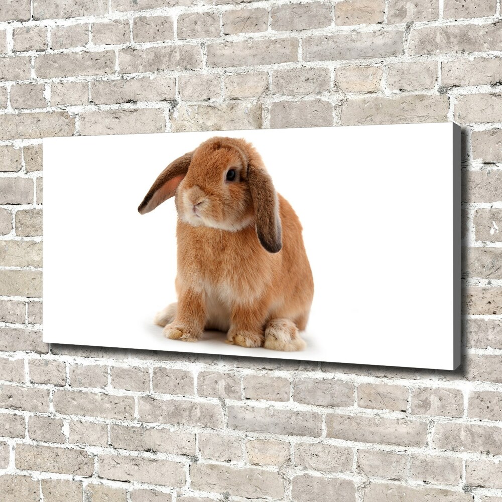 Tableau sur toile Lapin roux