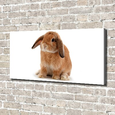 Tableau sur toile Lapin roux