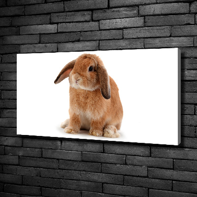 Tableau sur toile Lapin roux