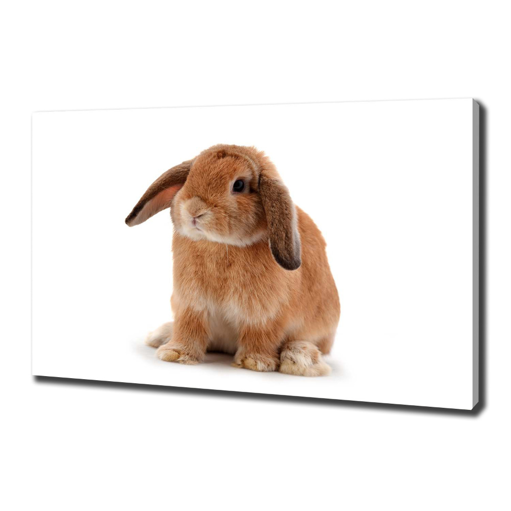 Tableau sur toile Lapin roux