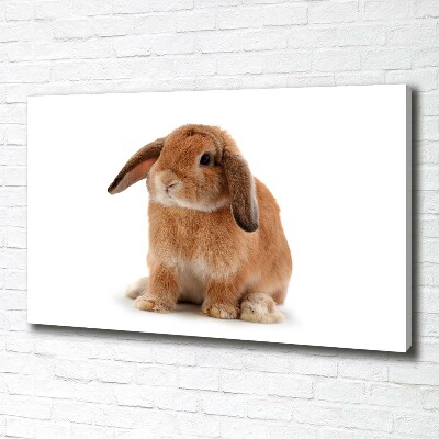 Tableau sur toile Lapin roux