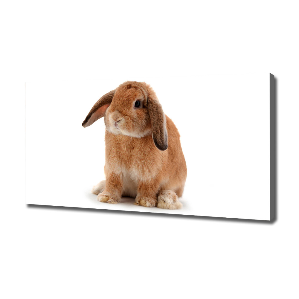 Tableau sur toile Lapin roux