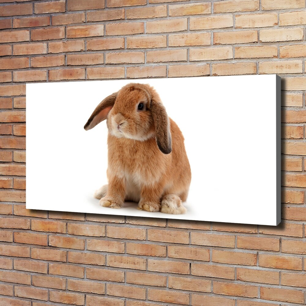 Tableau sur toile Lapin roux