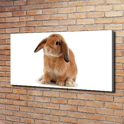 Tableau sur toile Lapin roux