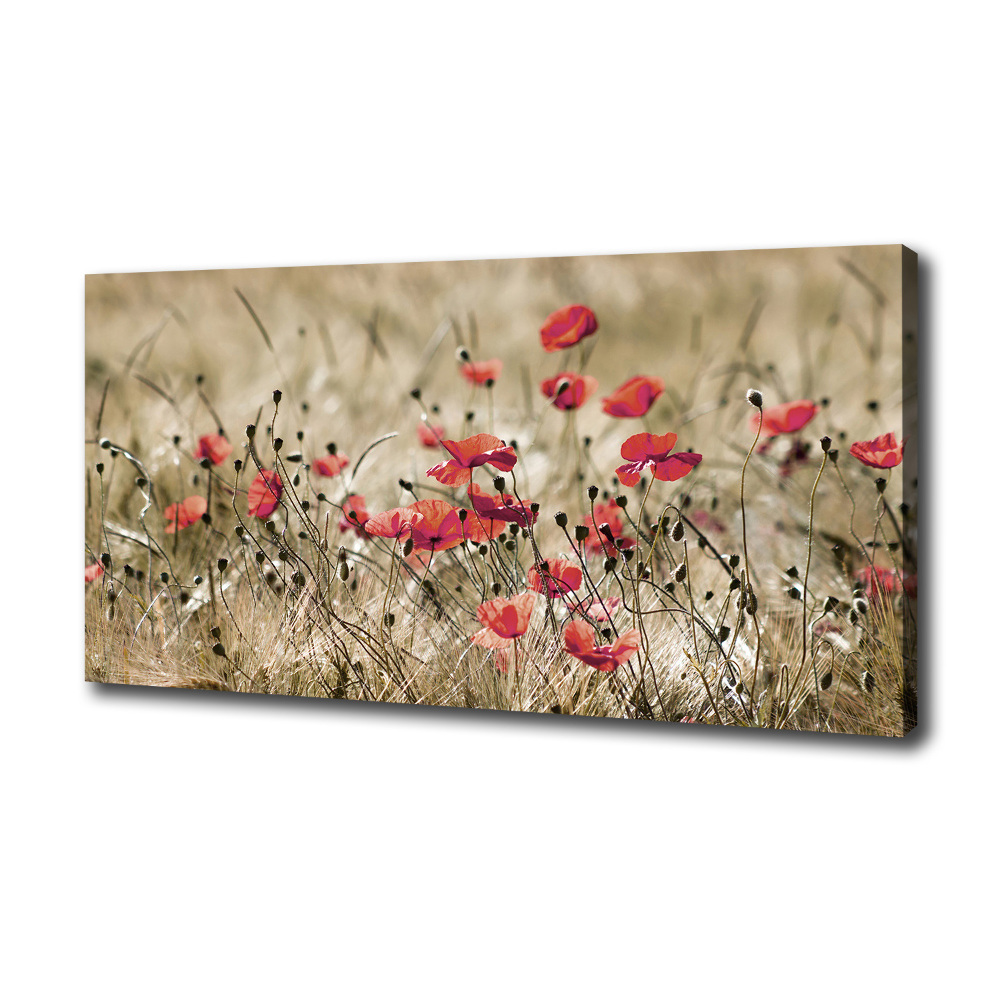 Tableau photo sur toile Coquelicots