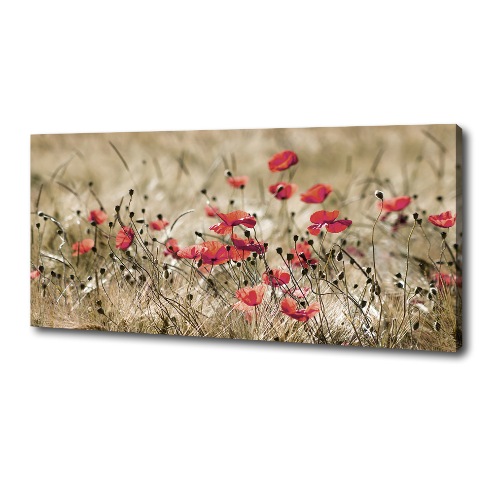 Tableau photo sur toile Coquelicots