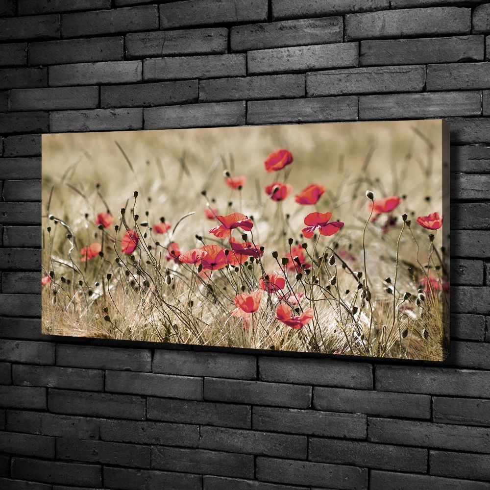 Tableau photo sur toile Coquelicots