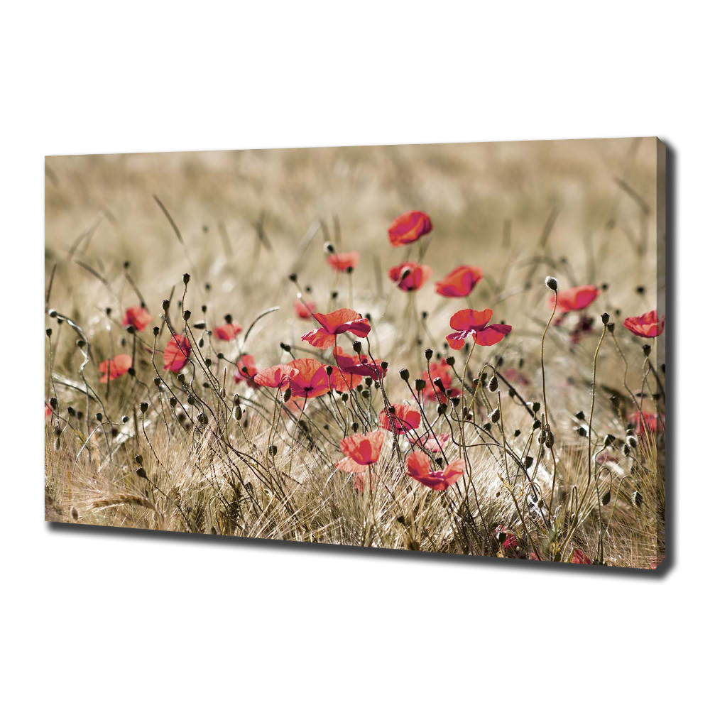 Tableau photo sur toile Coquelicots