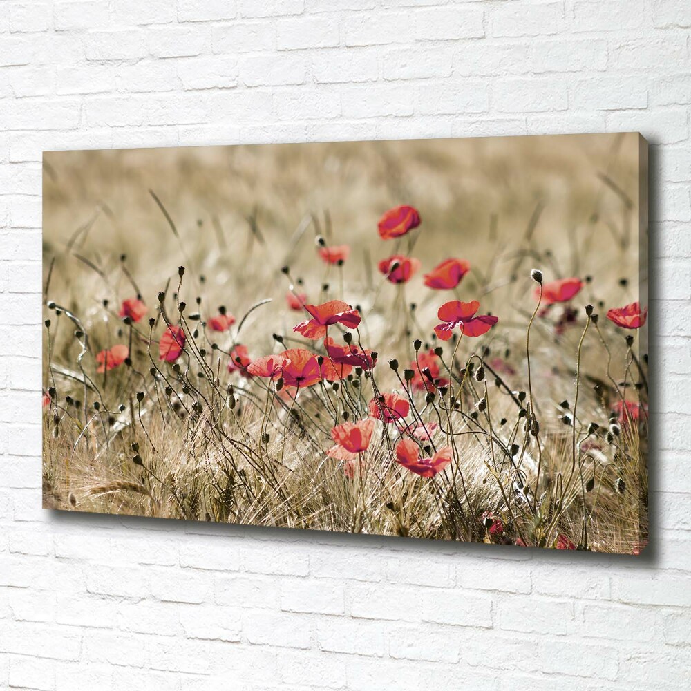 Tableau photo sur toile Coquelicots