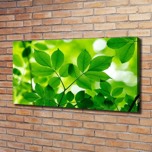 Tableau toile imprimée Feuilles vertes