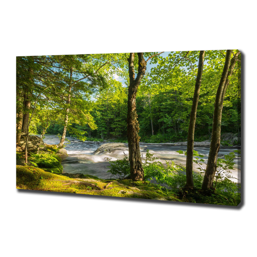 Tableau photo sur toile Rivière dans la forêt