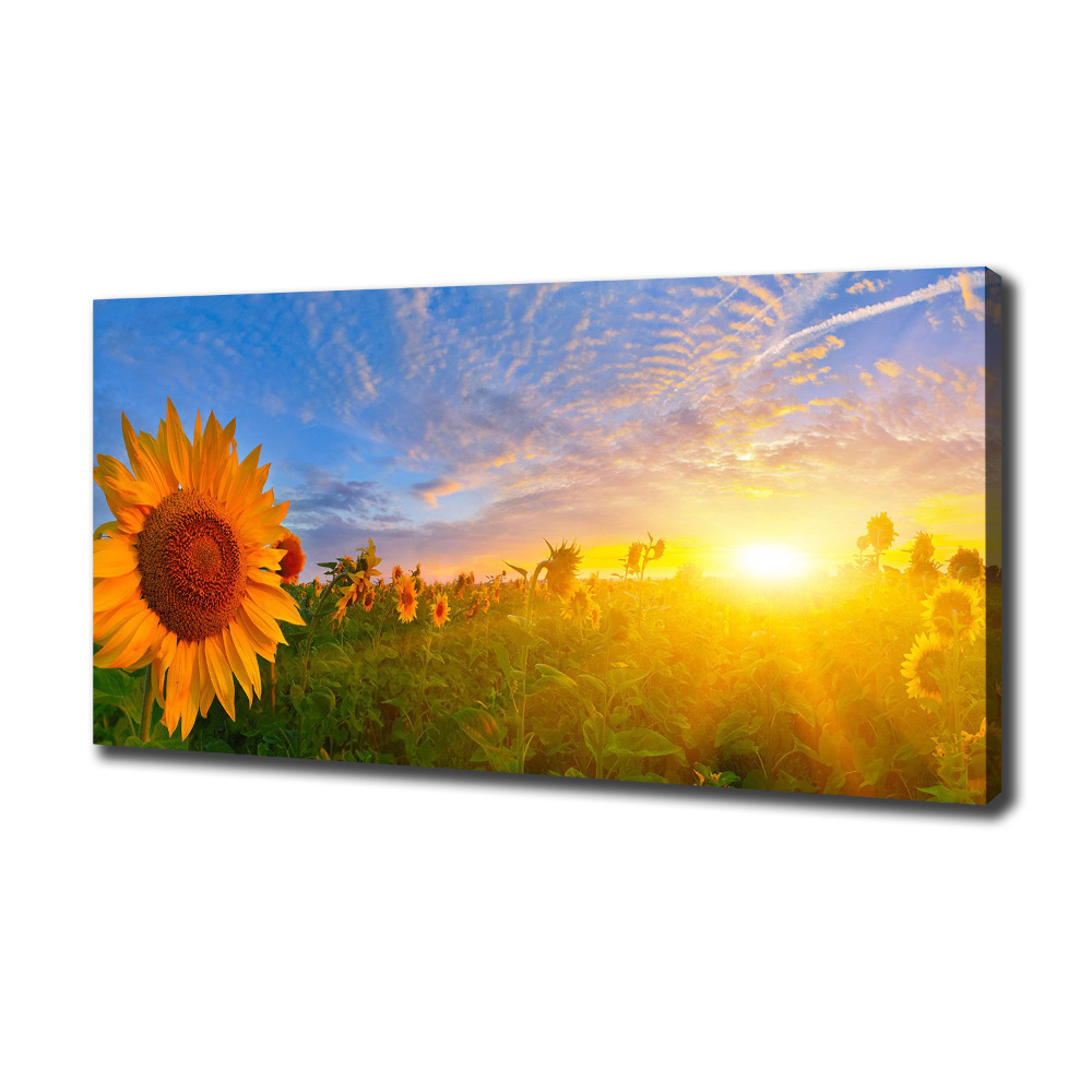 Tableau photo sur toile Champ de tournesols