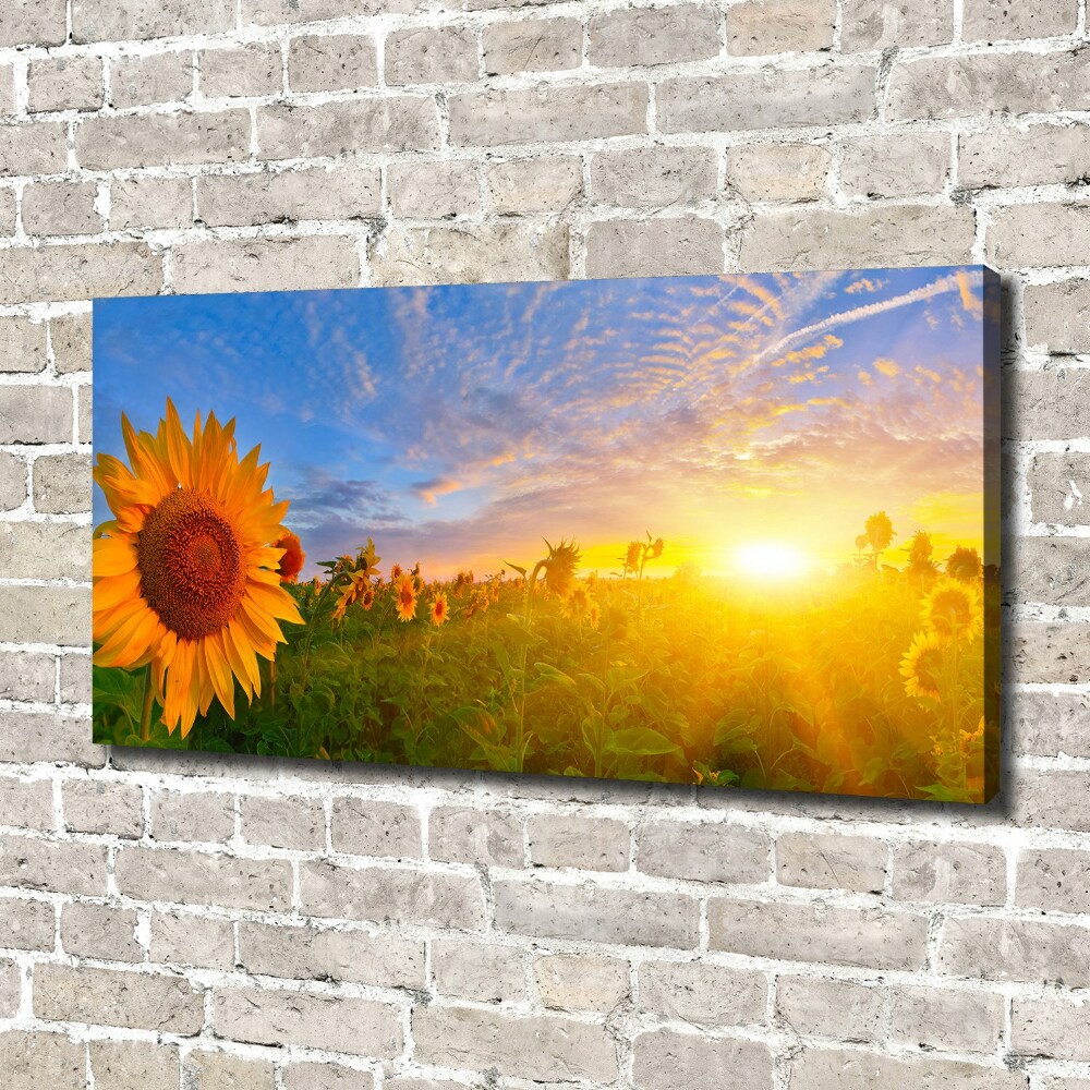 Tableau photo sur toile Champ de tournesols