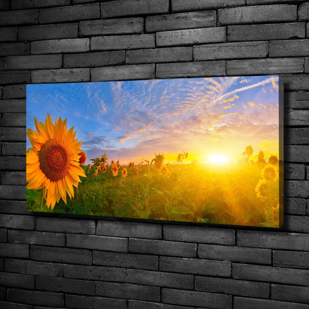 Tableau photo sur toile Champ de tournesols