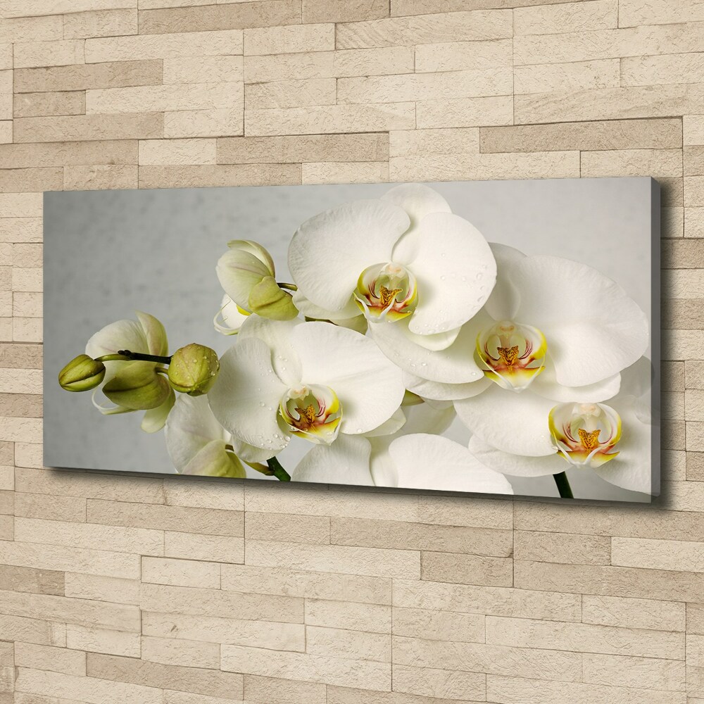 Tableau sur toile Orchidée blanche