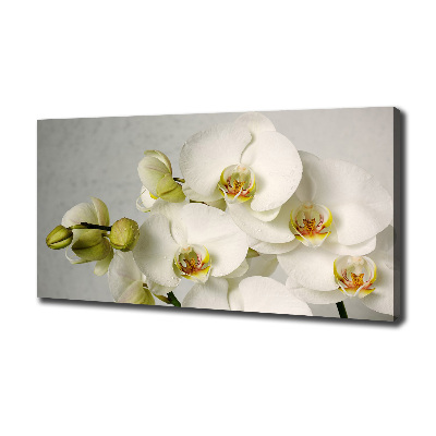 Tableau sur toile Orchidée blanche