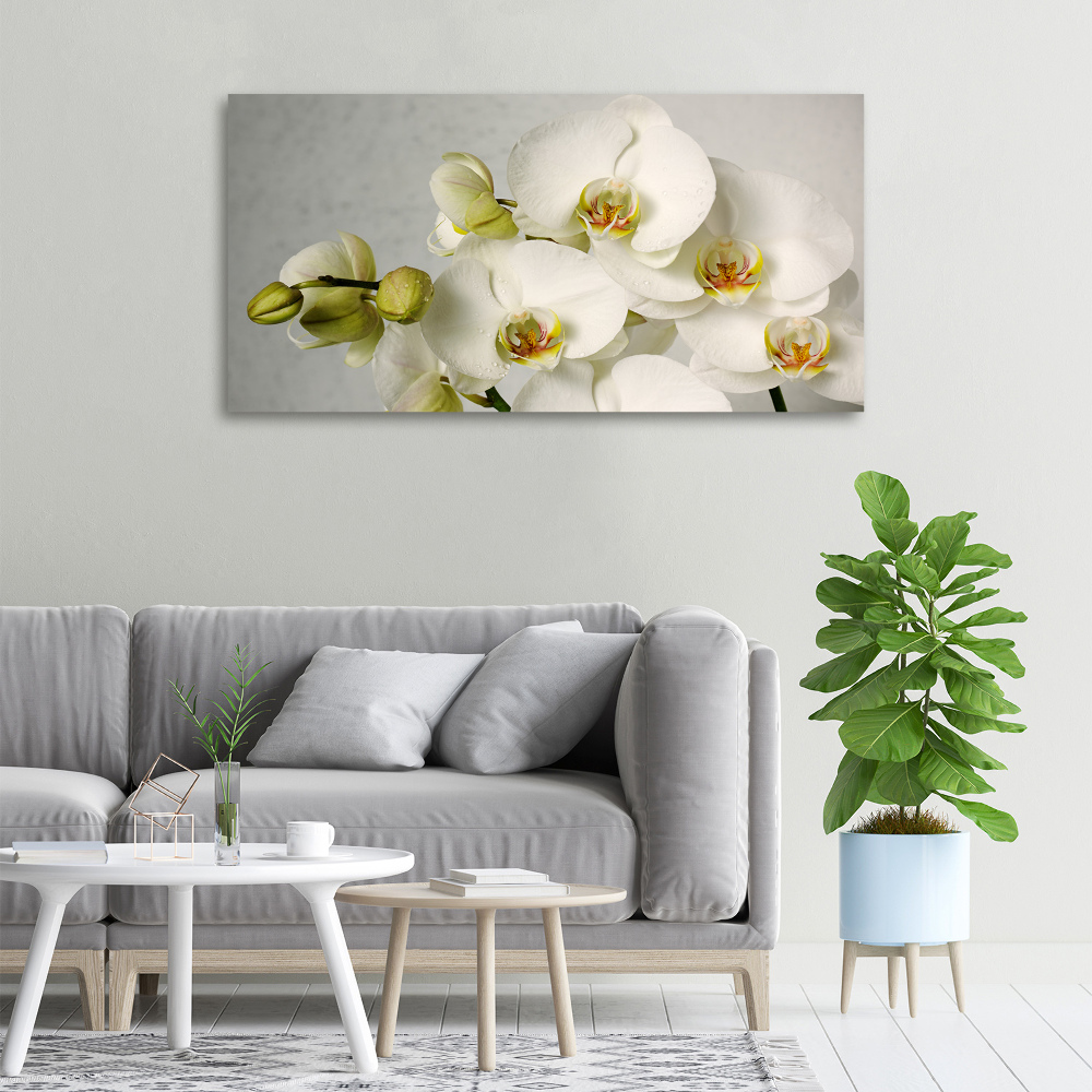 Tableau sur toile Orchidée blanche