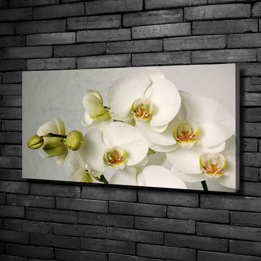 Tableau sur toile Orchidée blanche