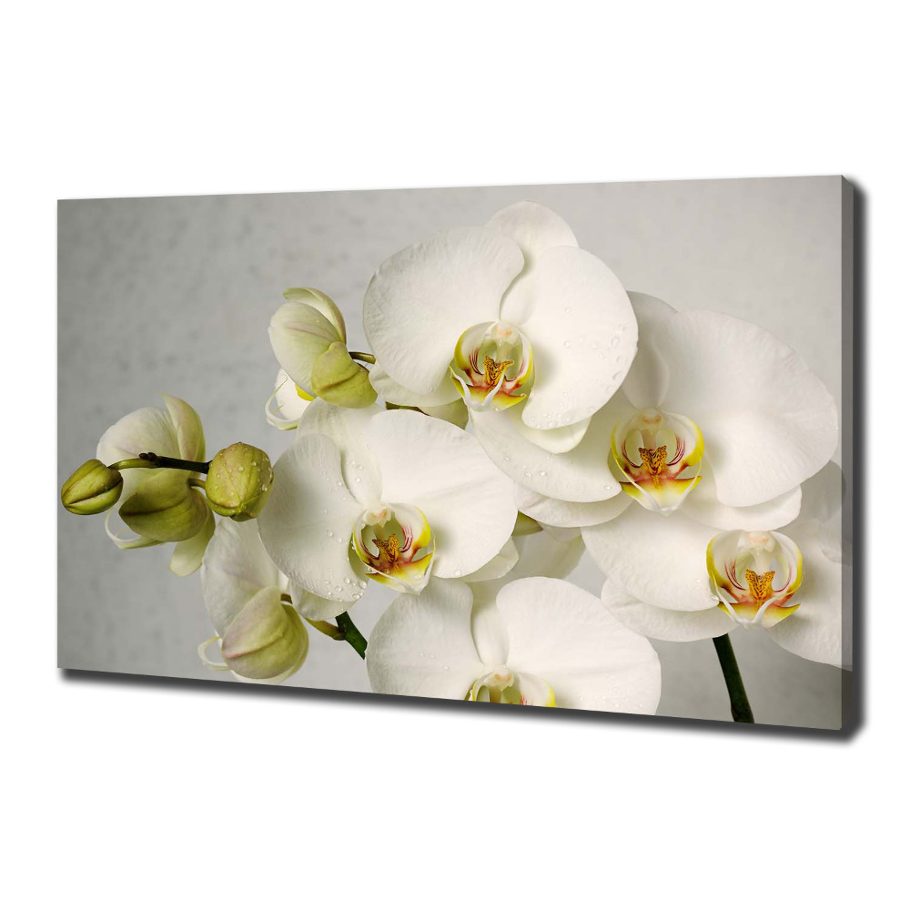 Tableau sur toile Orchidée blanche