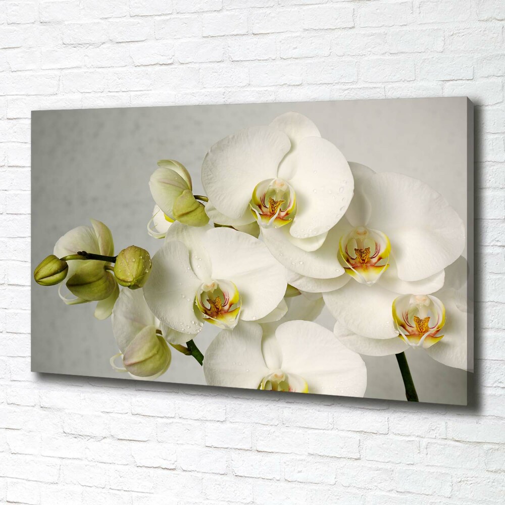 Tableau sur toile Orchidée blanche