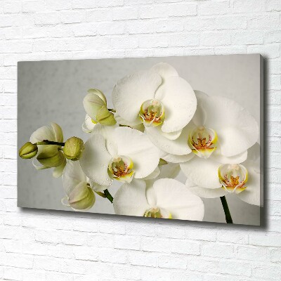 Tableau sur toile Orchidée blanche