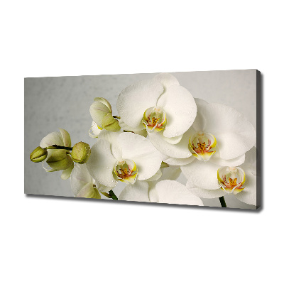 Tableau sur toile Orchidée blanche