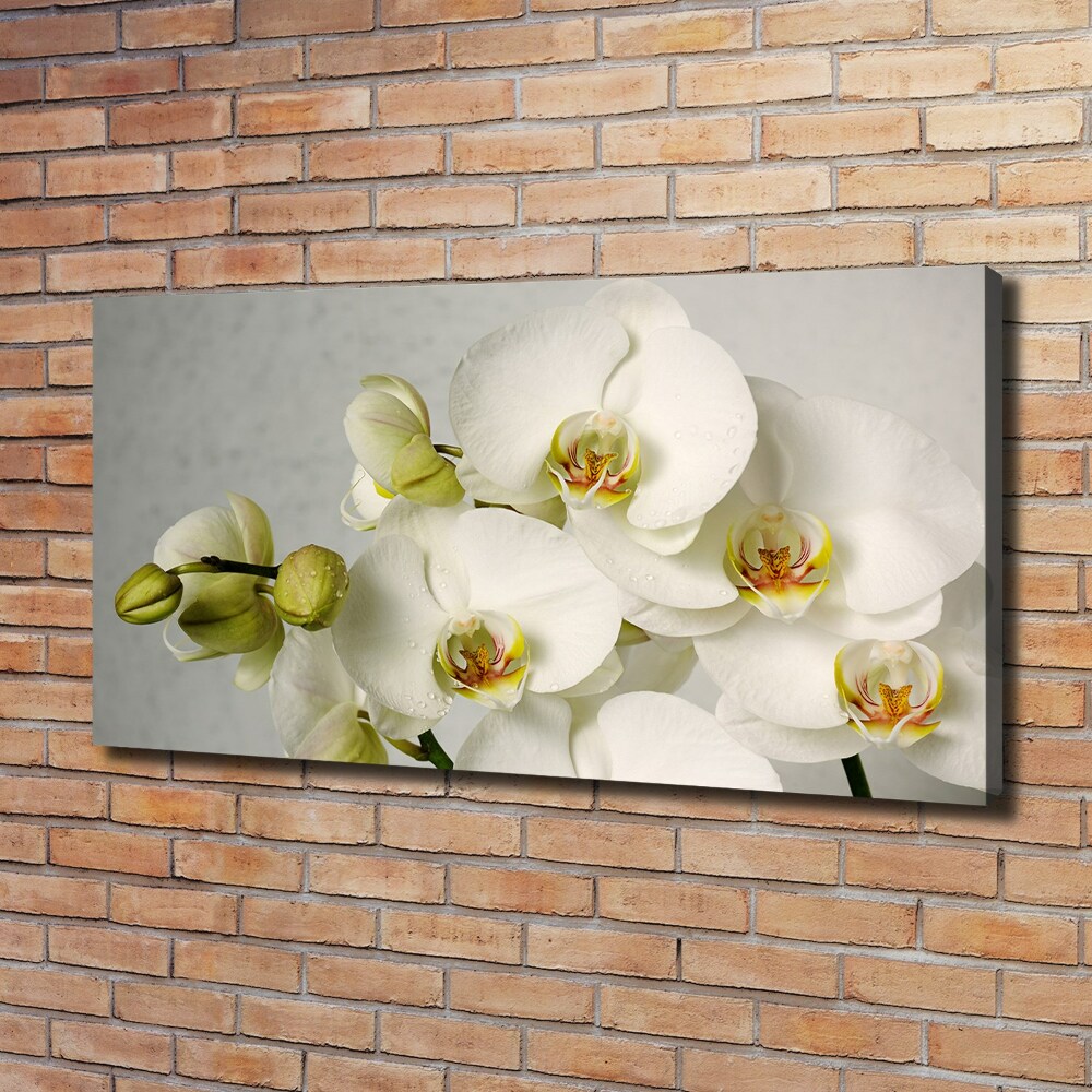 Tableau sur toile Orchidée blanche