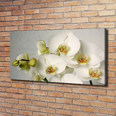 Tableau sur toile Orchidée blanche