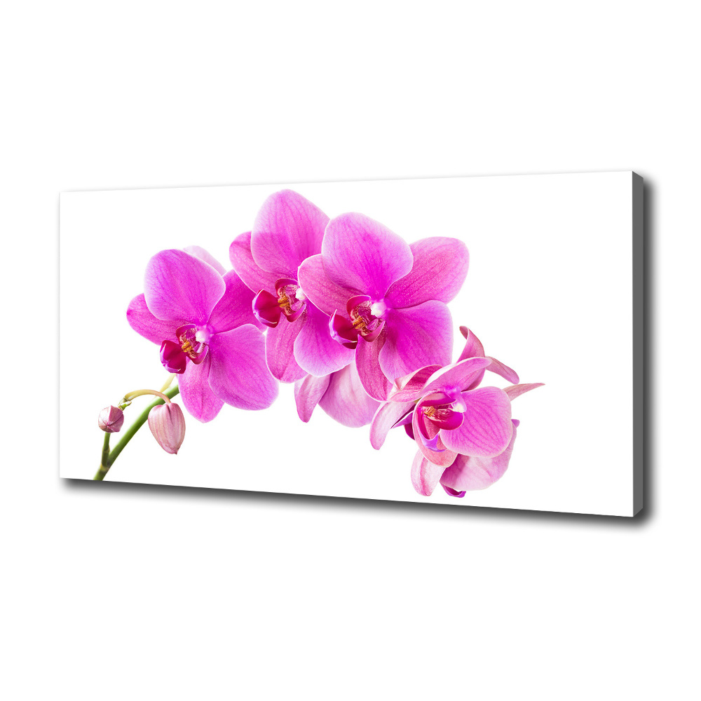 Tableau sur toile Orchidée rose