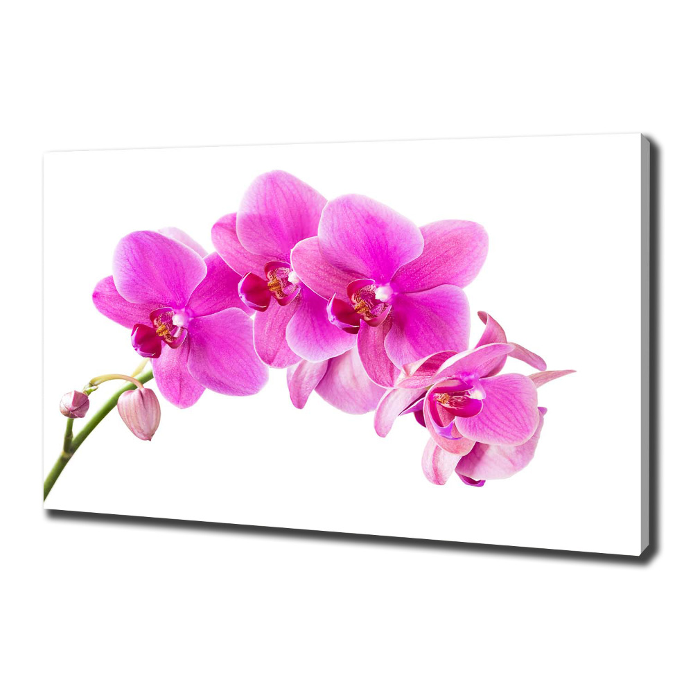 Tableau sur toile Orchidée rose